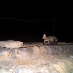 Blanfod’s-Fox-(1)