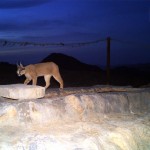 Caracal