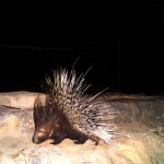 Porcupine