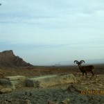 Wild Sheep