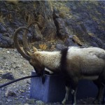 Wild goat-(1)