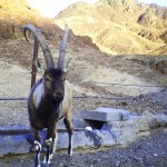 Wild goat (2)