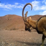 Wild goat (3)