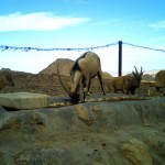 Wild goat (4)