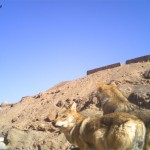 Wolf (2)