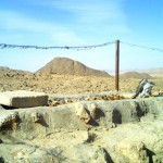 باز یا طرلان