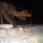 شتر-(2)