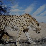 Asiatic Cheetah