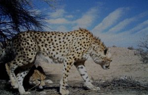 Asiatic Cheetah