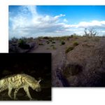 habitat-hyena
