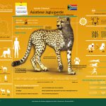 Asiatic Cheetah Infographic – African