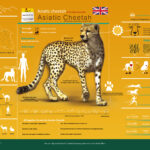 Asiatic Cheetah Infographic – English
