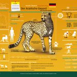 Asiatic Cheetah Infographic – German