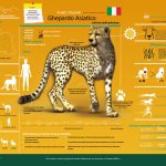 Asiatic Cheetah Infographic -Italy