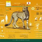 Asiatic Cheetah Infographic – Japanese