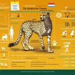 Asiatic Cheetah Infographic – Netherlands