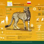 Asiatic Cheetah Infographic -Polish