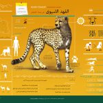 Asiatic Cheetah Infographic – arabic