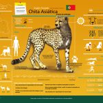 Asiatic Cheetah Infographic – portuguese
