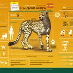Asiatic Cheetah Infographic – spanish