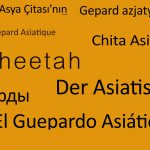 header-cheetah