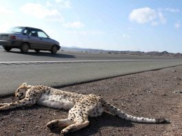 cheetah roadkill