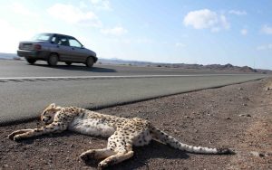 cheetah roadkill