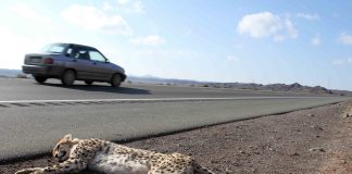 cheetah roadkill