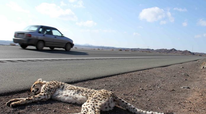 cheetah roadkill
