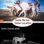 Asiatic Cheetah and Dogs- Iranian Cheetah Society –