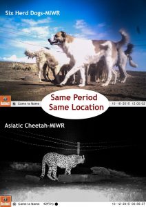Asiatic Cheetah and Dogs