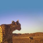 Asiatic-Cheetah-with-cub-Iranian-Cheetah-Society