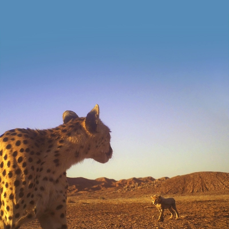 Asiatic Cheetah cub