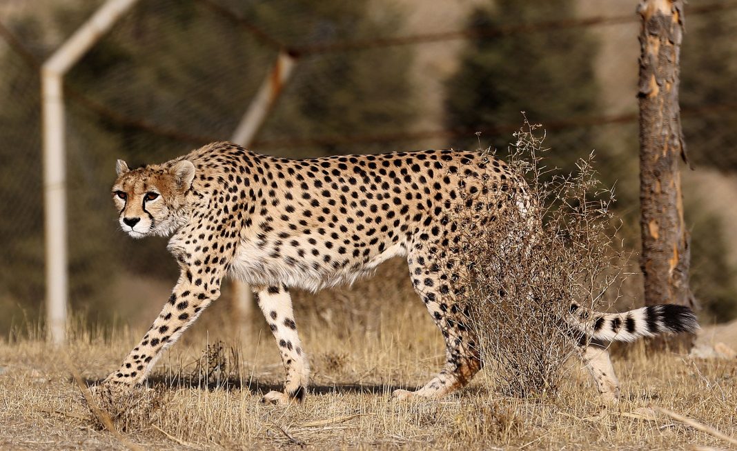 IRAN-ANIMAL-CHEETAH-CONSERVATION