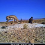 Eagle and gazelle