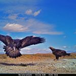 Eagles