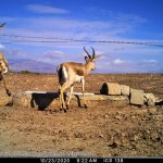 Gazelles