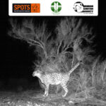 Asiatic Cheetah in Touran Biosphere Reserve