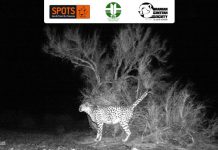 Asiatic Cheetah in Touran Biosphere Reserve