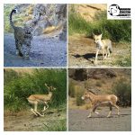 Touran Cheetah Monitoring 2020 – 1