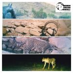 Touran Cheetah Monitoring 2020 – 2