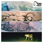 Touran Cheetah Monitoring 2020 – 2