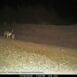 Wild cat