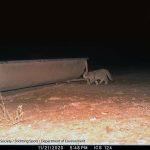 Wildcat 2
