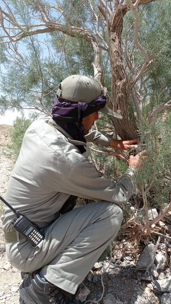 Rangers installing cameratrap