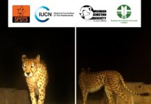 Asiatic Cheetah