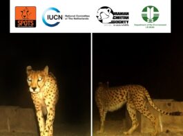 Asiatic Cheetah