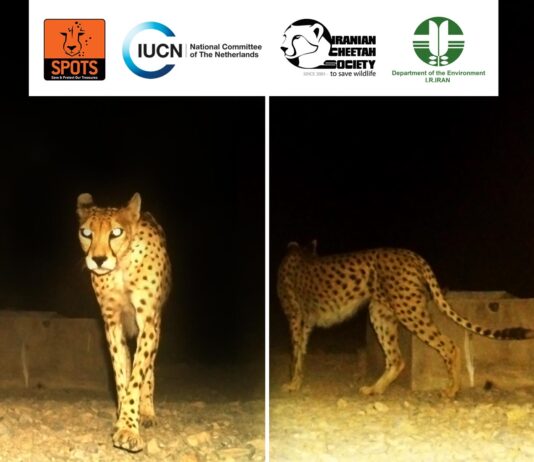 Asiatic Cheetah