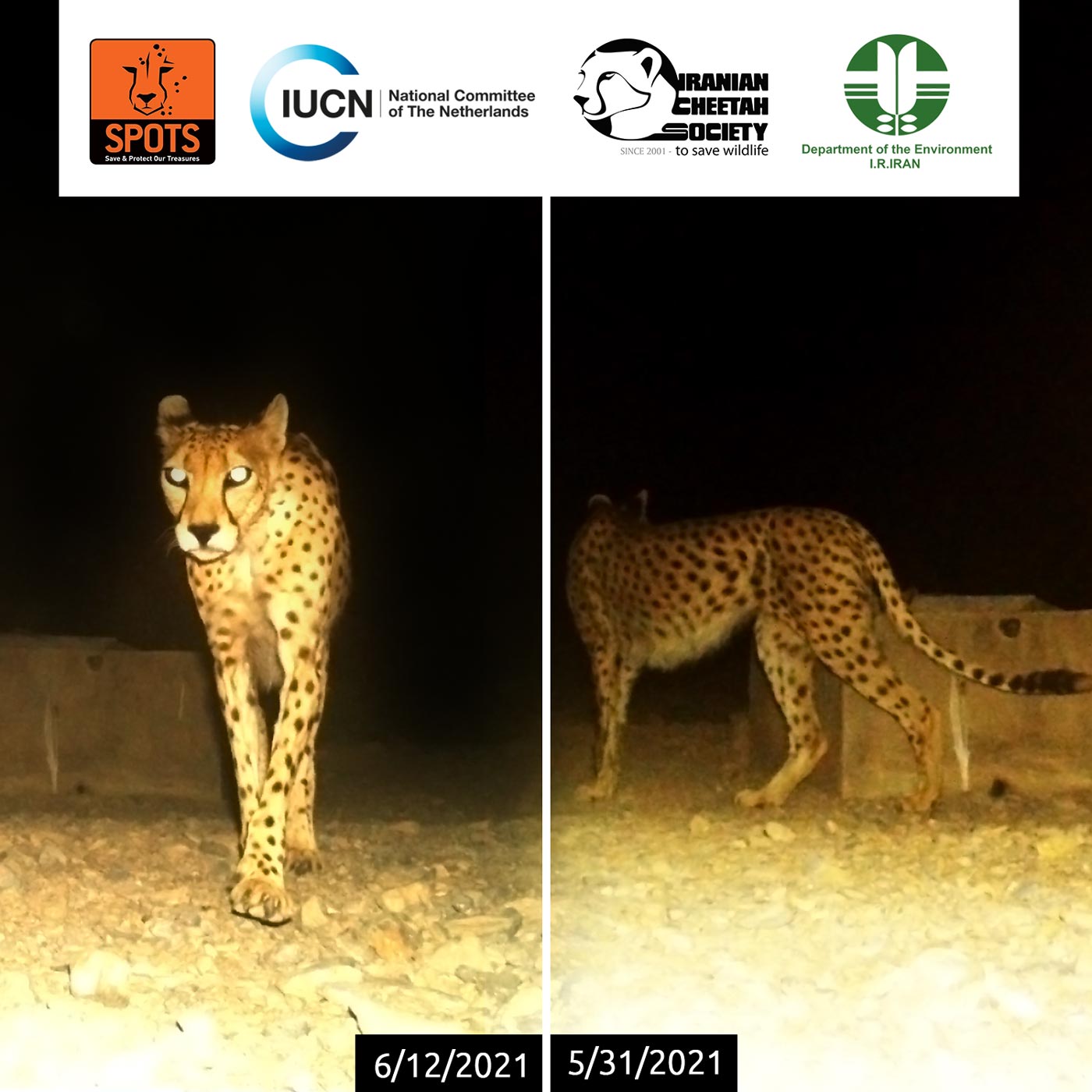 Asiatic Cheetah