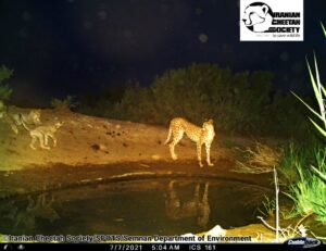 Asiatic Cheetah cub